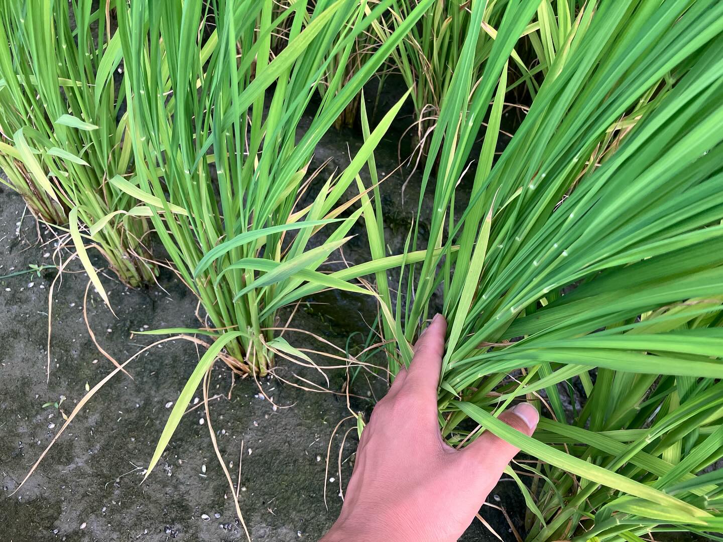 Instagramに投稿しました