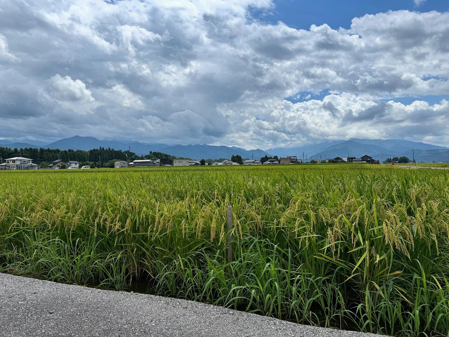 Instagramに投稿しました
