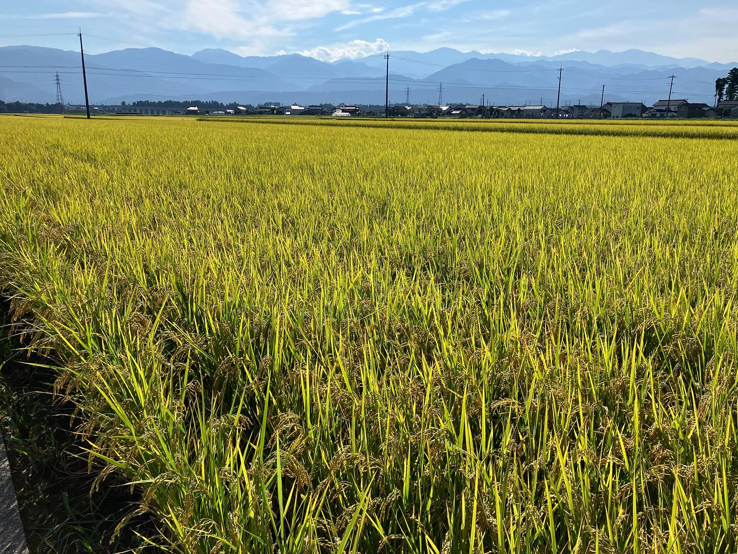Instagramに投稿しました