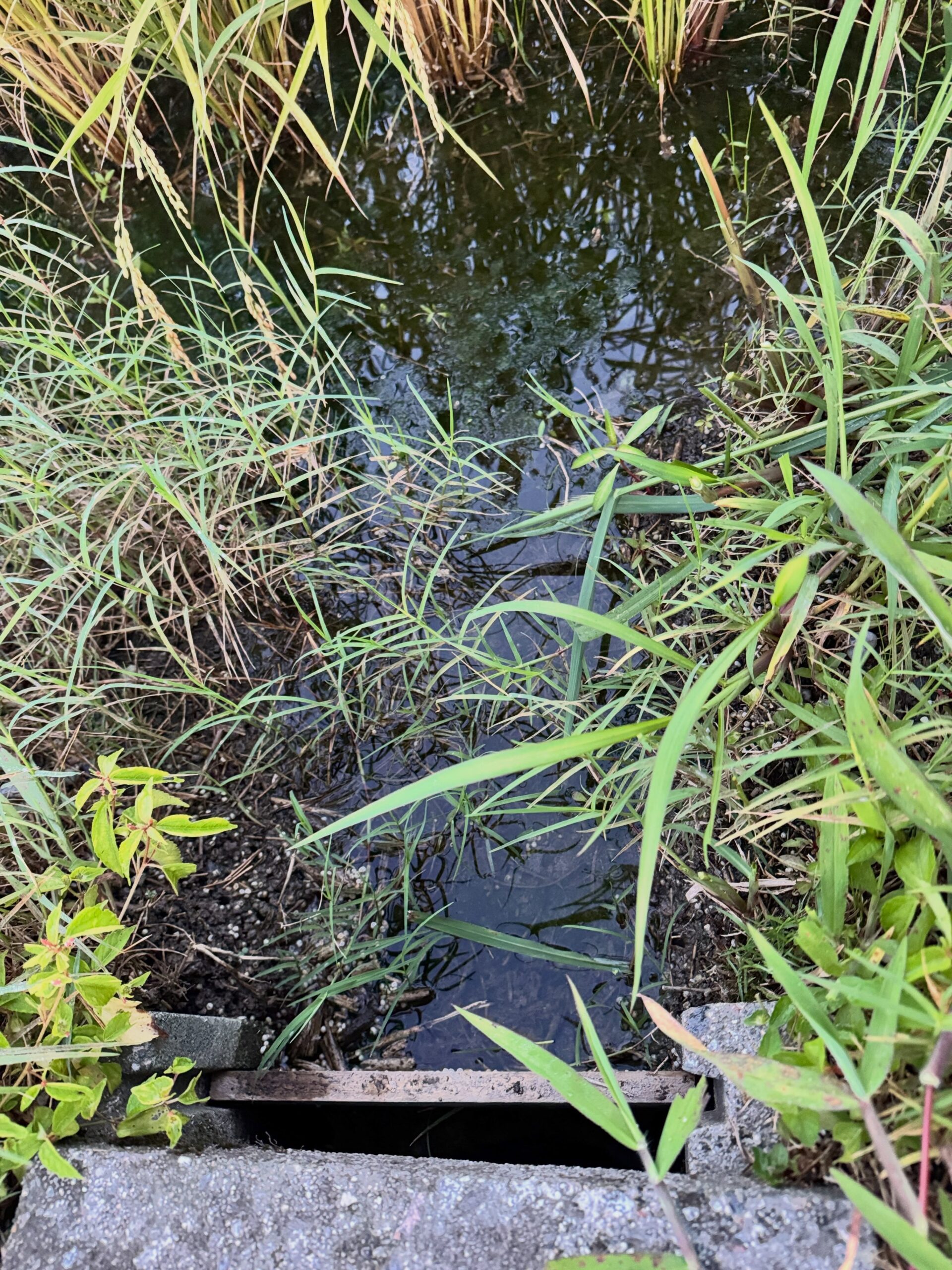 Instagramに投稿しました