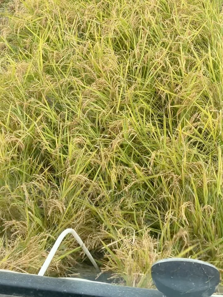 Instagramに投稿しました